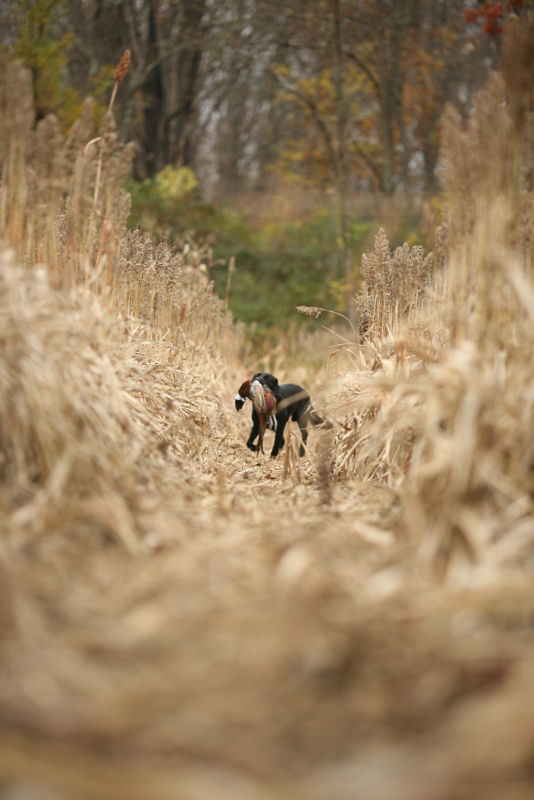 A black dog carries a pheasant through a field of tall dry grass.